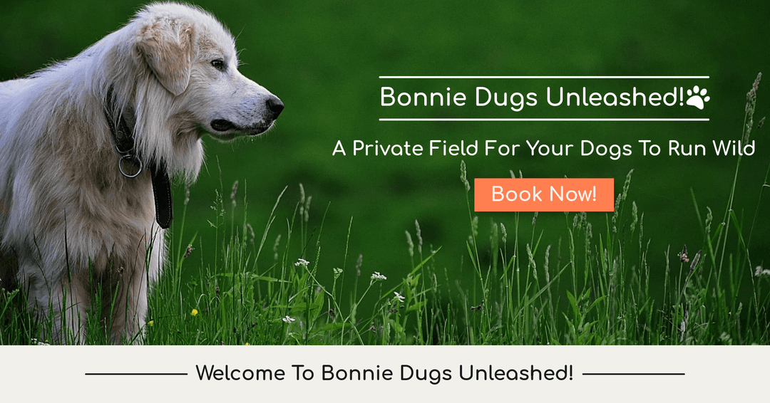 screenshot for Bonnie Dugs Unleashed